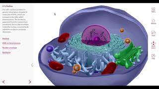 생리학세포소기관Cell organelles [upl. by Darton]