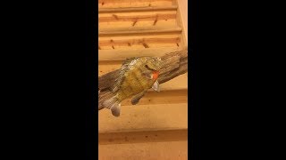 Do it Yourself Taxidermy  Bluegill [upl. by Enoob]