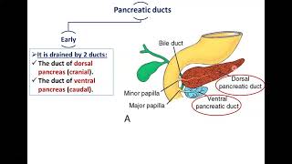 Development of Pancreas  Dr Ahmed Farid [upl. by Rihat]