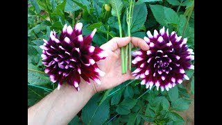 How to Grow Dahlia from Cuttings very easy [upl. by Arvid]