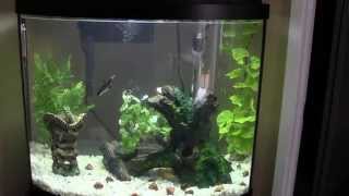 Aqueon 26 gallon bow front aquarium [upl. by Ravert552]