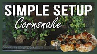 SIMPLE SETUP CORNSNAKE [upl. by Arahsak]