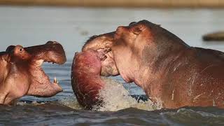 Hippo bull commits infanticide [upl. by Affrica]