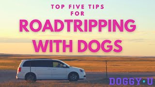 Top 5 Tips for Road Trips with your Dog [upl. by Gisser821]