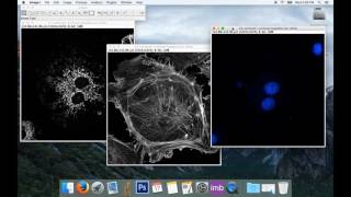 Tute1 Basic Image Processing with ImageJ [upl. by Anihsit]