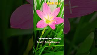 Rain LILY  Zephyranthes minuta plantscience4u [upl. by Myrt]