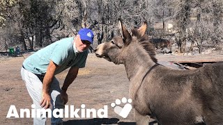 Donkey runs to owner after surviving wildfire  Animalkind [upl. by Notlem169]