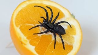 SPIDER IN ORANGE [upl. by Bengt]