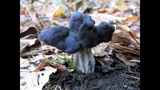 Identifying the Elfin Saddle Helvella lacunosa [upl. by Shear]