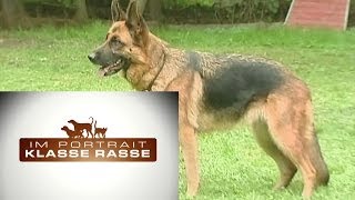 Deutscher Schäferhund [upl. by Marianna780]