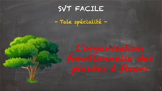 SVT FACILE  Tale spé  Lorganisation fonctionnelle des plantes à fleurs [upl. by Kizzee]