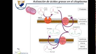 Metabolismo de ácidos grasos [upl. by Orr417]