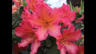 How to grow amazing Rhododendrons blooms  with healthy leaves too [upl. by Tacy]