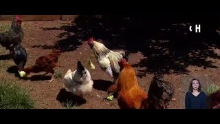 Gallinas felices La nueva forma más ecológica de producir huevos  CHV Noticias [upl. by Bern516]