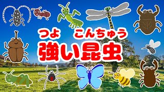 かっこいい昆虫のうた☆昆虫好きあつまれ【カブトムシ・カマキリ・オオスズメバチ・トノサマバッタ・グンタイアリ・タガメ・オニヤンマ・クワガタ】【昆虫アニメ図鑑】insects 虫の名前を覚えよう！ [upl. by Maud]