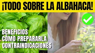 ¡TODO sobre la ALBAHACA  Su ORIGEN TIPOS BENEFICIOS CÓMO PREPARARLA y sus CONTRAINDICACIONES [upl. by Farrand578]