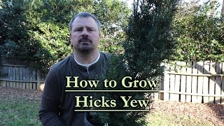 How to grow Hicks Yew Upright Narrow Evergreen Conifer [upl. by Marzi]