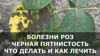 Болезни Роз на Листьях Появились Пятна – что Делать и чем Лечить Розы [upl. by Haimirej]