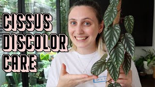 How to Care for CISSUS DISCOLOR 🪴 Rex Begonia Vine Tips amp Tricks [upl. by Llebasi]