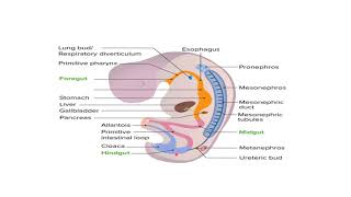 L 5 Embryology  Development of Hindgut  GIT 2 Module [upl. by Fabri]