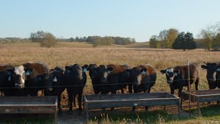 A visit to Wagyu Farms in Hartsville TN [upl. by Ladnyc]