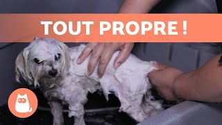 Comment LAVER un CHIEN à la MAISON  🐶🚿 Technique professionnelle [upl. by Maddie110]