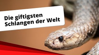 Top10 Die giftigsten Schlangen der Welt [upl. by Anastase43]