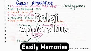 Golgi Apparatus Structure And Functions  Class 11 Biology [upl. by Wagoner]