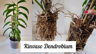 Tutorial rinvaso Dendrobium NobileOrchidea Bambù dendrobium dendrobiumnobile orchidea [upl. by Declan]