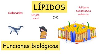 Lípidos funciones biológicas y clasificación BiologíayEcología clasesdebiología [upl. by Ardisi561]