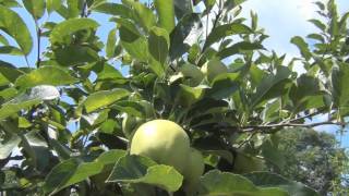 Golden Delicious Apple Tree [upl. by Eneluj511]