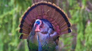 Turkey Call  Turkey Sound  Turkey Sound Effects  Turkey Gobble  Turkey Noises [upl. by Birkett]