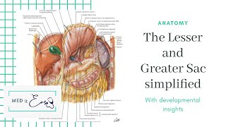 Lesser sac and Greater sac simplified  Development  Anatomy of the Peritoneum  Med It Easy [upl. by Rizan]