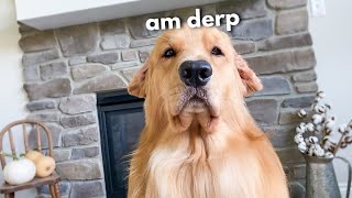 My Dog Is a Derp [upl. by Neih513]