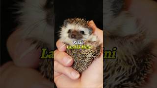 Kisah bayi landak mini [upl. by Cyprio]