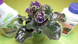 African Violets – Bringing New Plants Home – 5 EASY STEPS [upl. by Price]