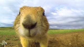 Prairie Dogs Talk To Each Other With Their Own Secret Language [upl. by Airrotal]