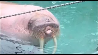 A whistling walrus [upl. by Enaujed]