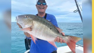 Mutton Snapper in Shallow Water Key Largo Patch Reefs [upl. by Lette672]