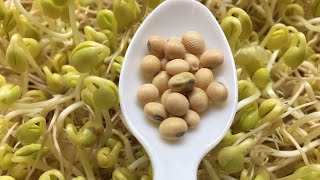 How To Sprout Soybeans  Cheap an Easy Method [upl. by Alasdair]