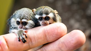 Smallest Monkeys In The World Top 10 For Kids [upl. by Ihsar]