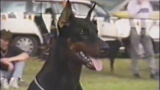 Dobermann Male Baron Bryan v Harros Berg  Video By Von Forell Australia 1993wmv [upl. by Einnaj]