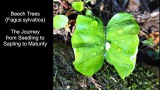 Beech Trees  The Journey from Seedlings and Saplings to Maturity [upl. by Hughie]