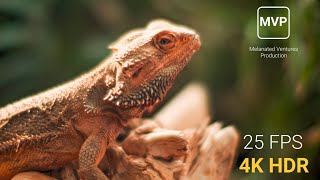 Experience Animals in the Wild  In 4K HDR  25 FPS [upl. by Ashlee]