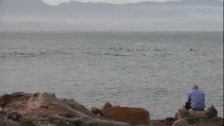 Dolphins in the port of Mossel Bay  Delfine [upl. by Aubin]