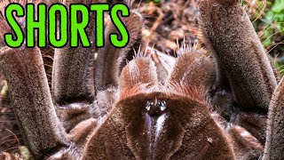 Theraphosa stirmi Goliath Birdeater Feeding shorts [upl. by Adekahs]