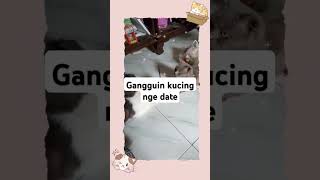 Gangguin kucing nge date [upl. by Mada]