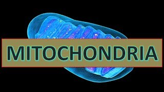 Mitochondria  from structure to function overview [upl. by Irual]