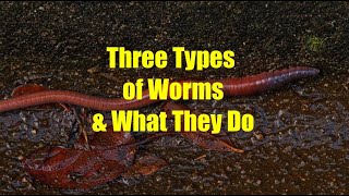 The three types of Worms amp What They Do [upl. by Dhaf144]