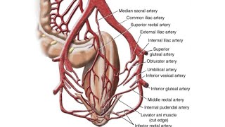 blood supply to pelvis amp perineum internal iliac artery [upl. by Valerle]